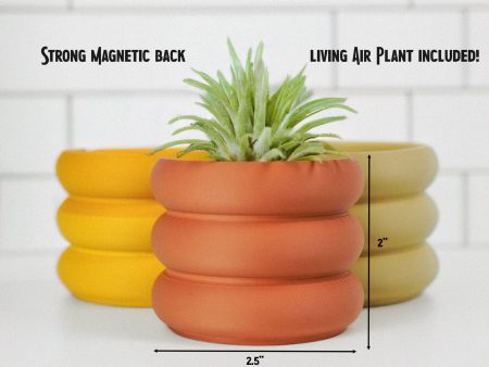 Magnetic Mini Bubble Planter, Air Plant Holder, Refrigerator Decor, Small Cute Gift, Includes Air Plant Fashion