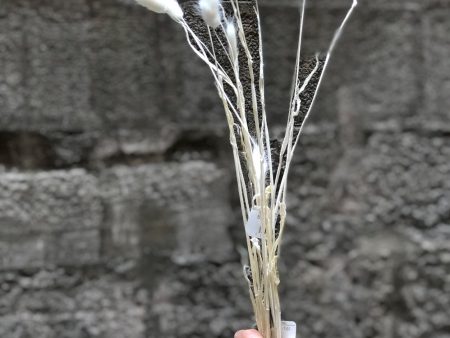 STEMS OF LAGURUS GRASS Online Hot Sale