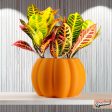 Pumpkin Plant Pot with Drainage and Drip Tray For Sale